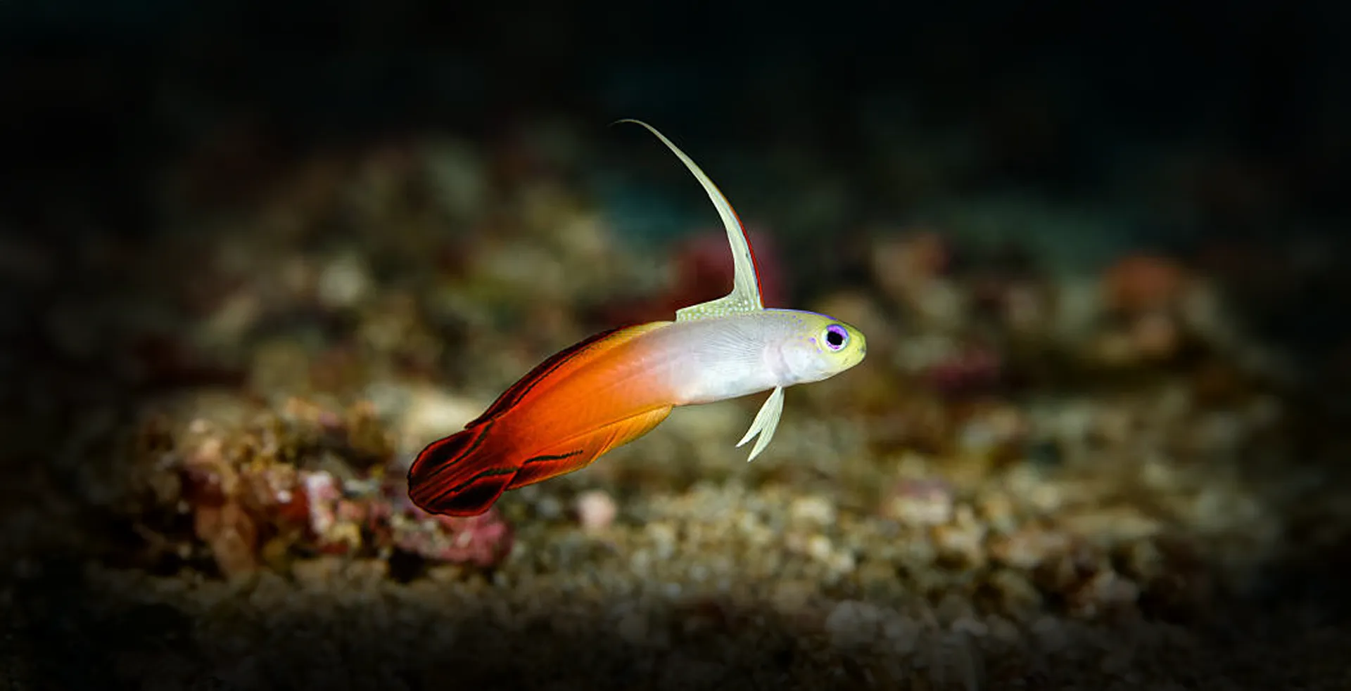 Imagem de fundo de Goby Firefish - Poytara